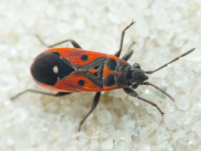 Melanocoryphus tristrami (Douglas & Scott, 1868)